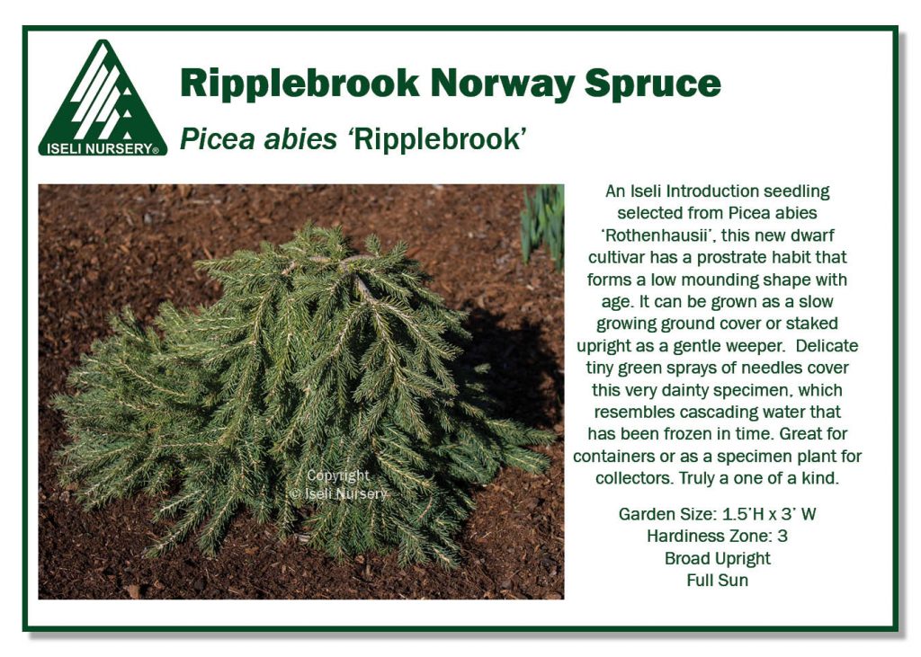 Picea Abies Ripplebrook Iseli Nursery