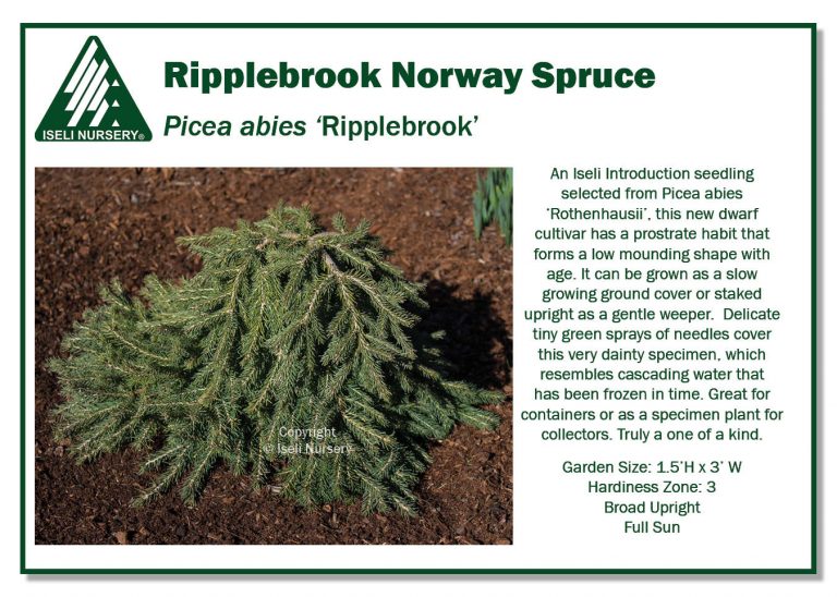 Picea Abies 'Ripplebrook' - Iseli Nursery