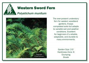 Red Polysmic Sign POS Sign – Polystichum munitum (Hi Res)