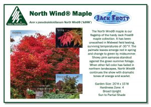 Acer x pseudosieboldianum North Wind® (‘IslNW’) - Iseli Nursery