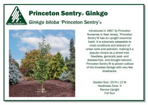 Ginkgo biloba ‘Princeton Sentry’ ® - Iseli Nursery