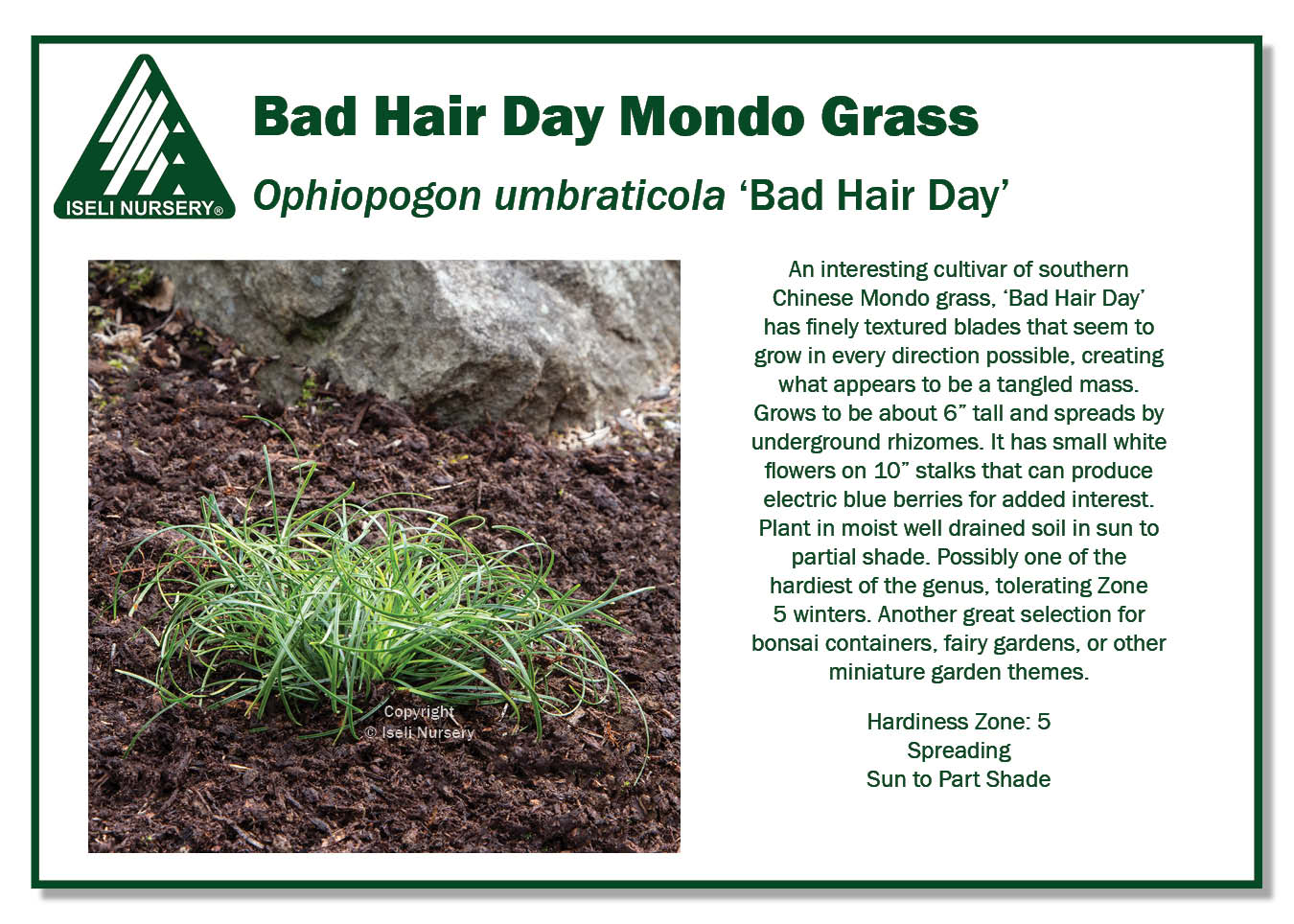 ophiopogon-umbraticola-bad-hair-day-iseli-nursery