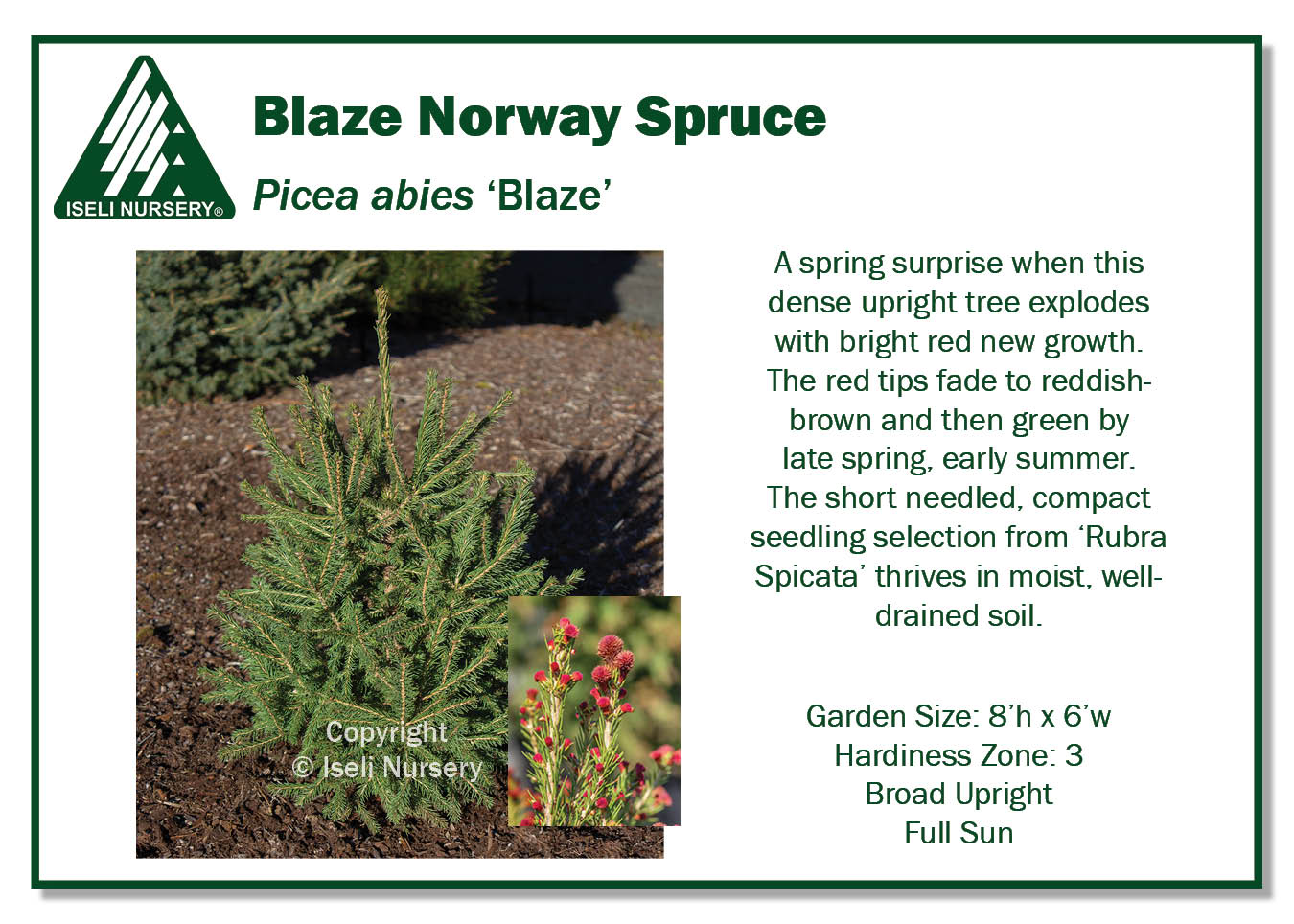 Picea abies 'Blaze' - Iseli Nursery