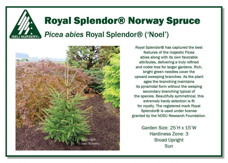 Picea abies Royal Splendor ® (‘Noel’) - Iseli Nursery