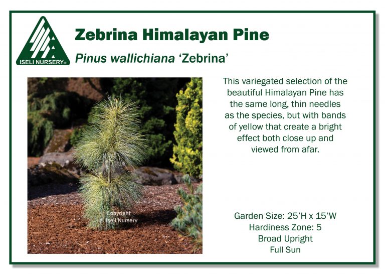 Pinus wallichiana 'Zebrina' - Iseli Nursery