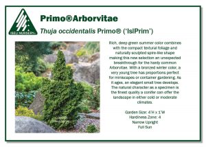 Thuja occidentalis Primo® (‘IslPrim’) - Iseli Nursery