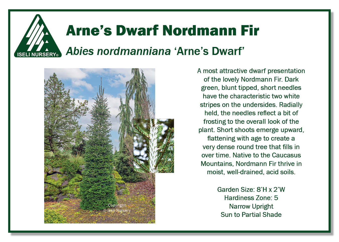 Abies nordmanniana 'Arne's Dwarf' - Iseli Nursery
