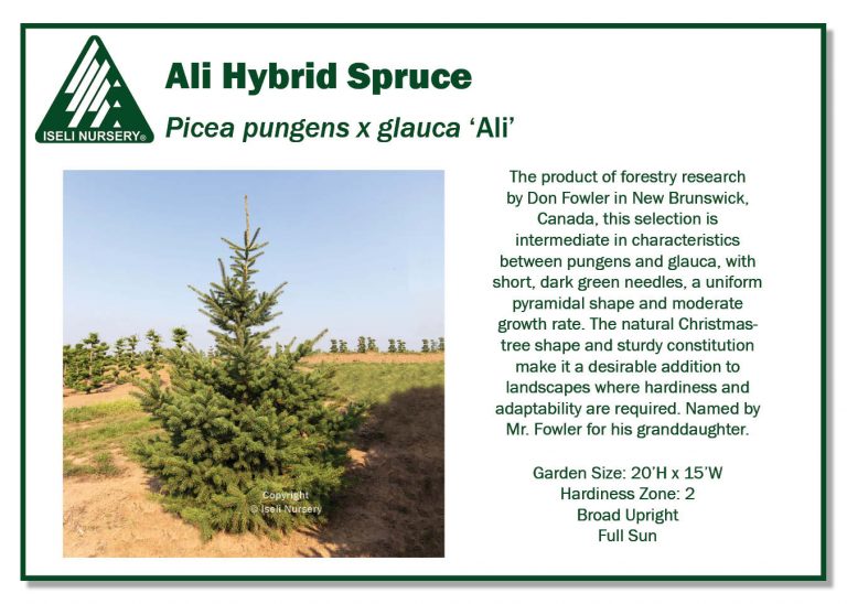 Picea pungens x glauca 'Ali' - Iseli Nursery