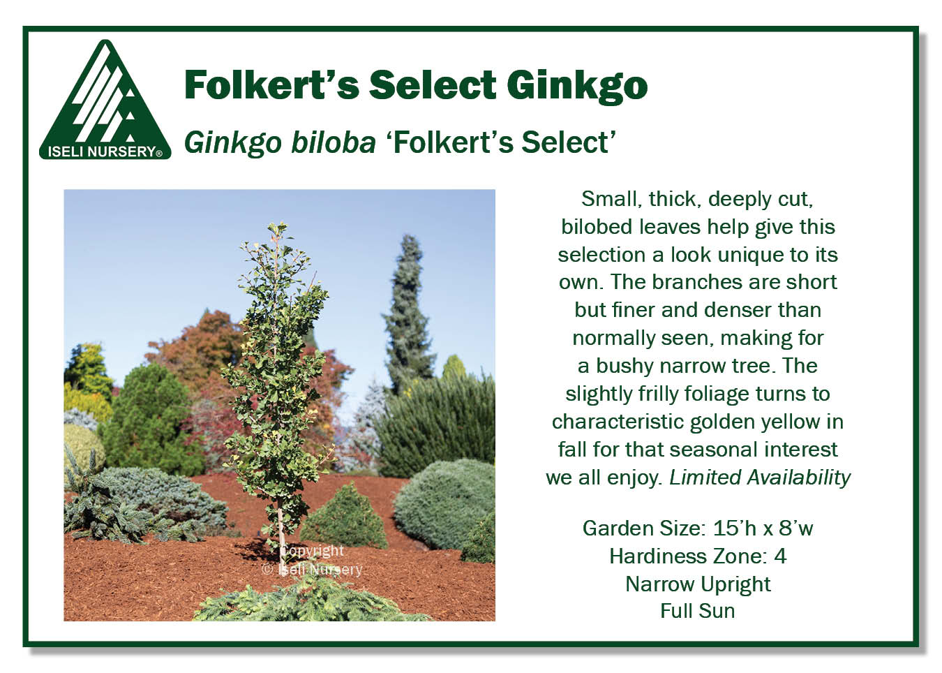 Ginkgo biloba 'Folkert's Select' - Iseli Nursery