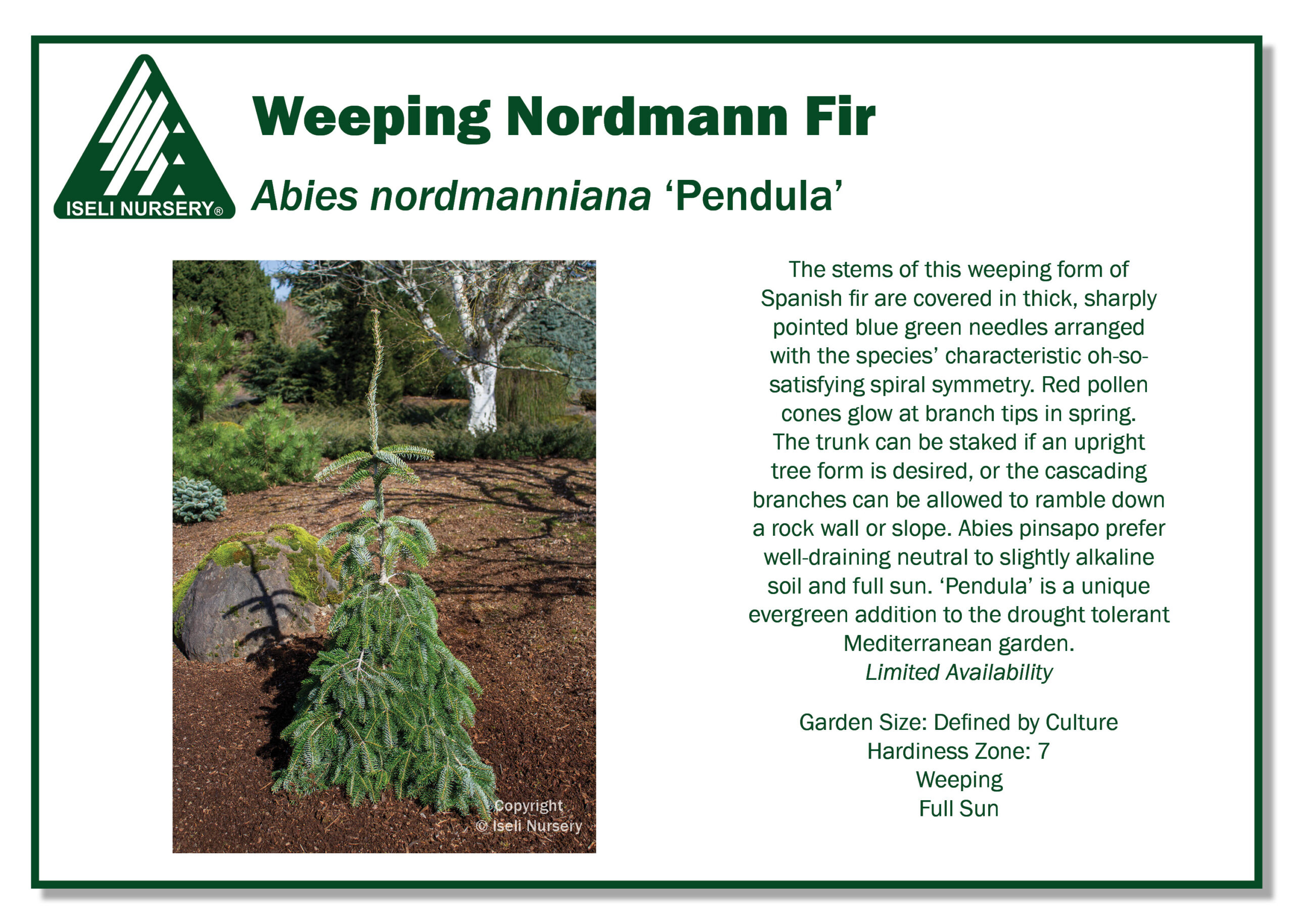 Abies nordmanniana 'Pendula - Iseli Nursery