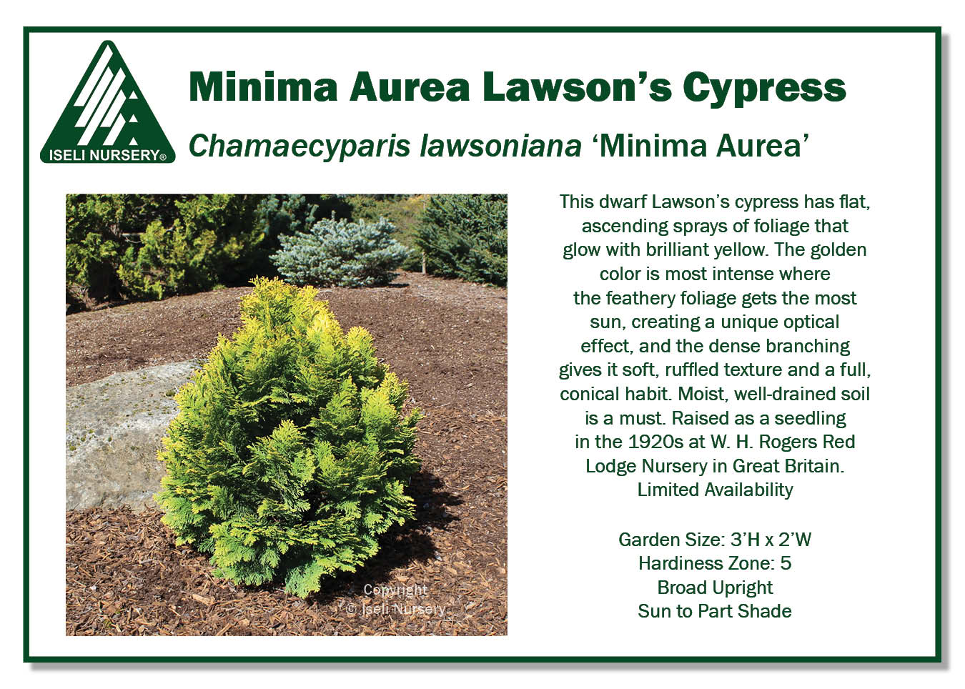 Chamaecyparis lawsoniana 'Minima Aurea' - Iseli Nursery