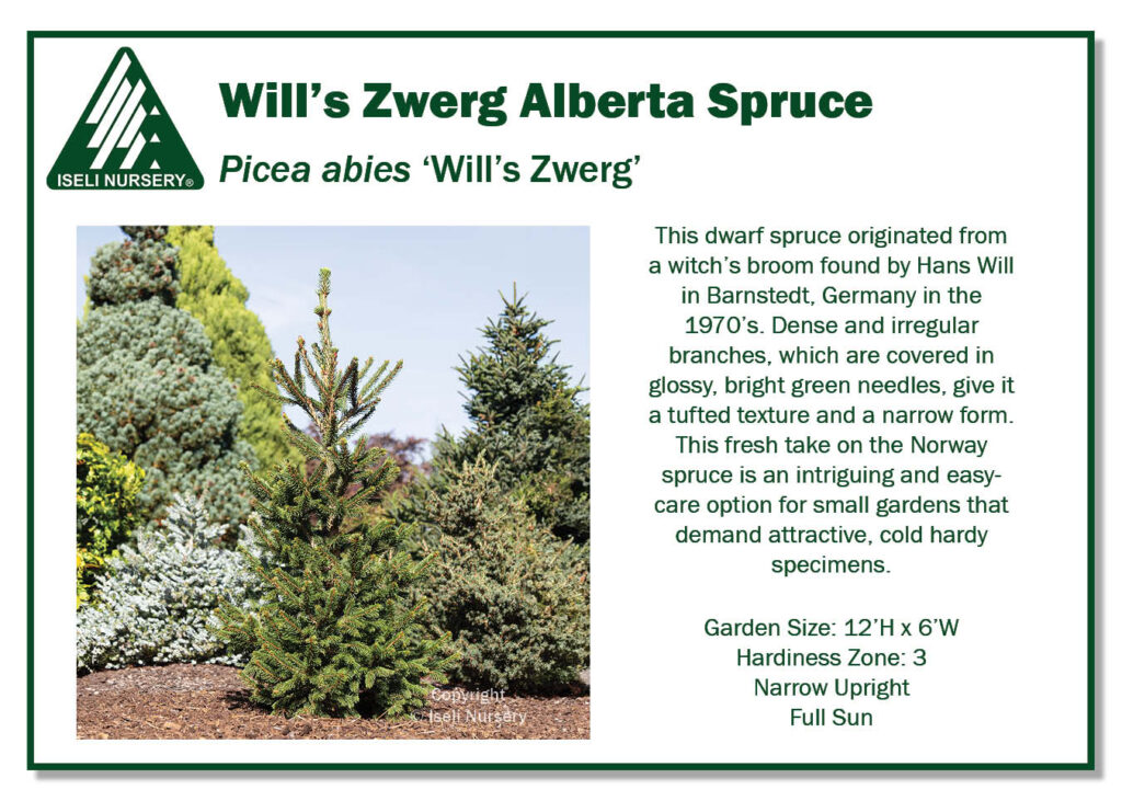 Picea abies 'Will's Zwerg' - Iseli Nursery