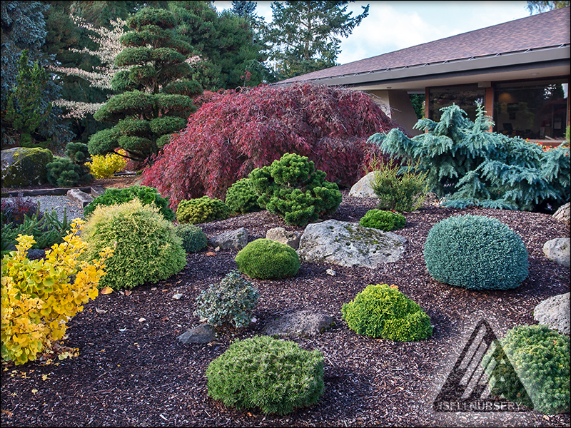 Colorful Conifers® – Iseli Nursery