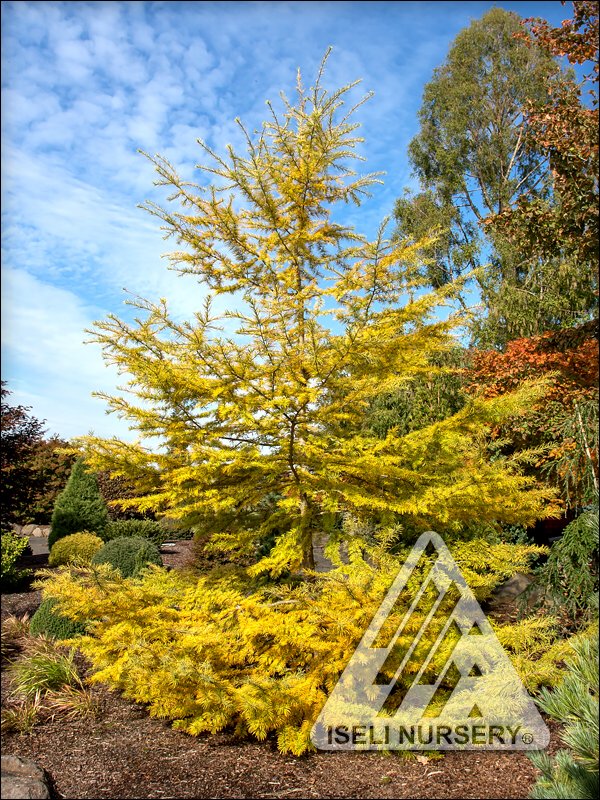 Pseudolarix (Golden Larch) – Iseli Nursery